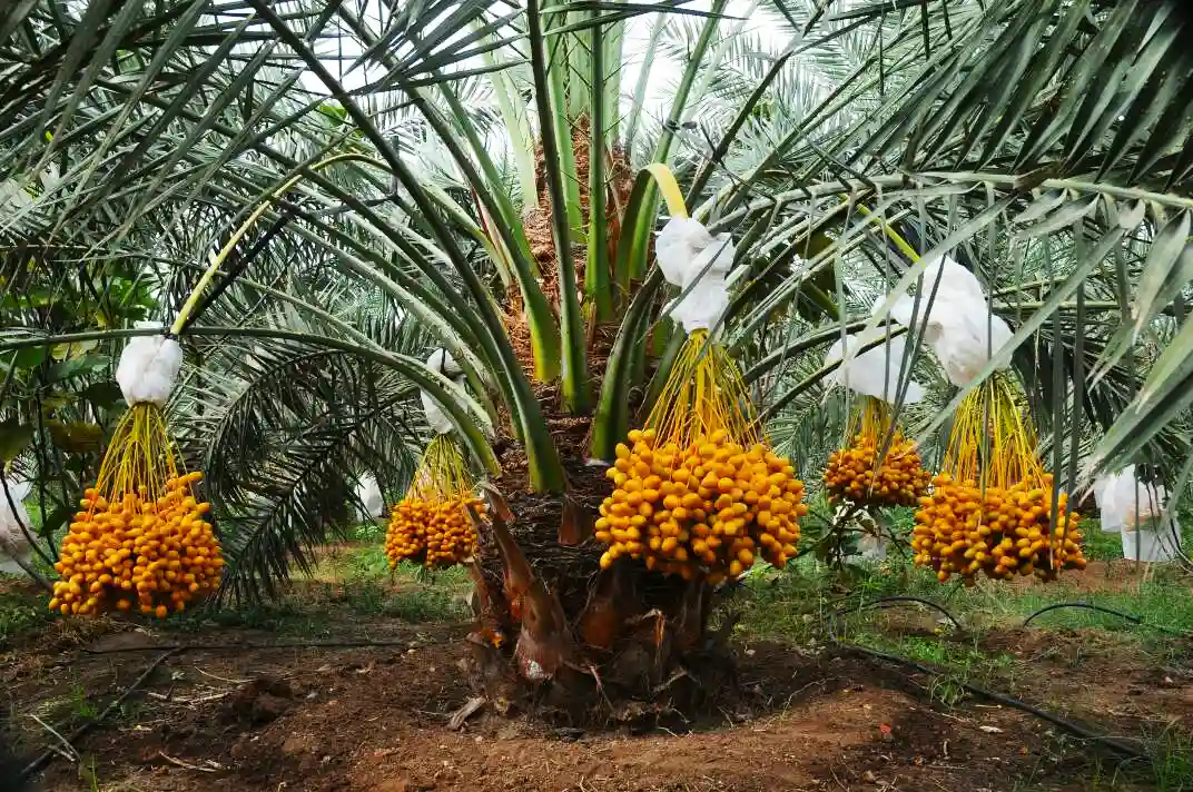 Reducing Risk in Date Palm Farming