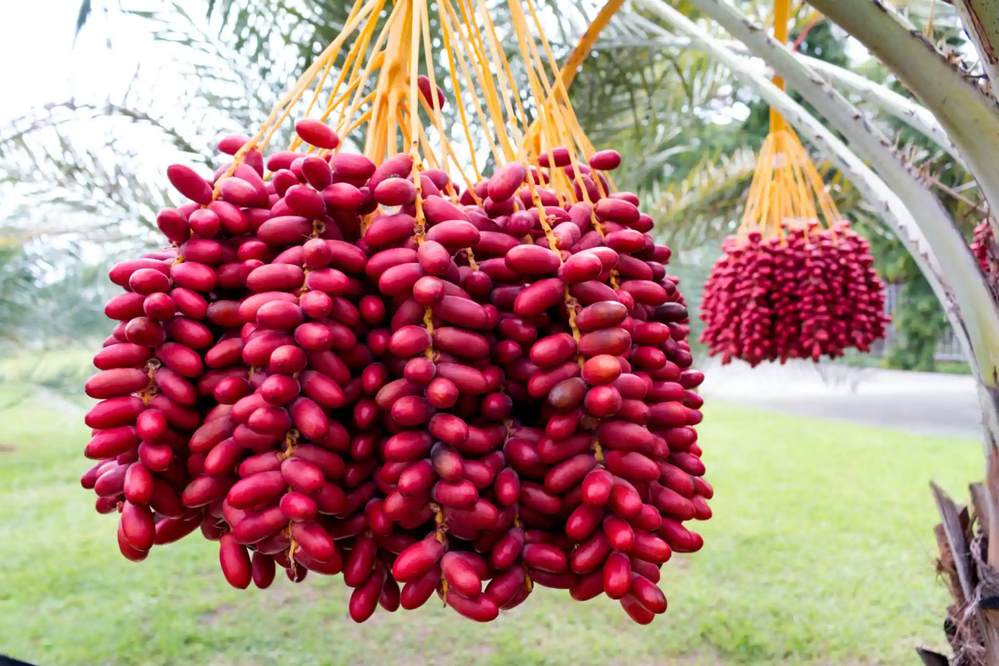 Known Source of Date Palm Plants