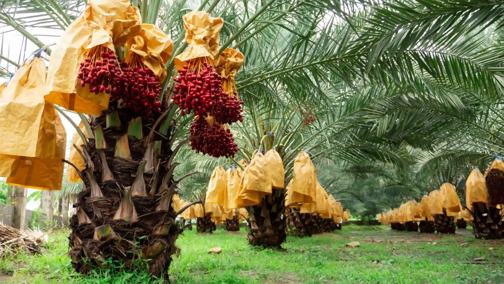 Healthy Date Palm Plants